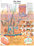 The Skin - Anatomical Chart